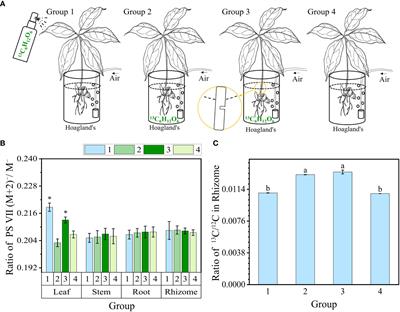 The synthesis of Paris saponin VII mainly occurs in leaves and is promoted by light intensity